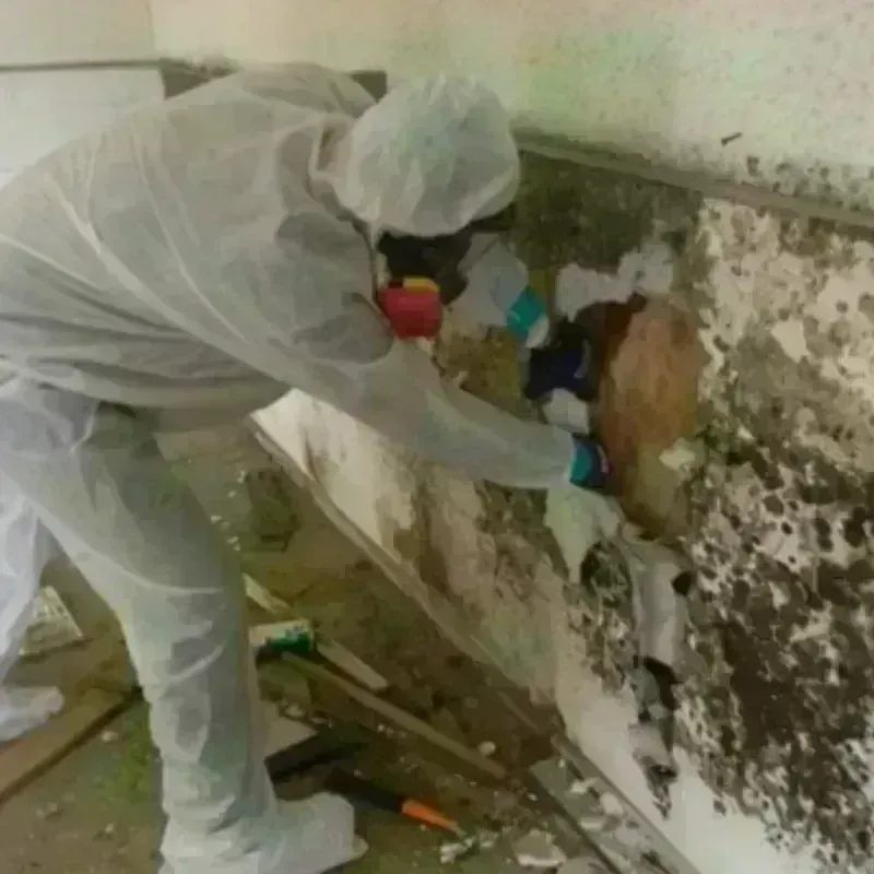 Mold Remediation and Removal in Bull Run, VA